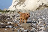 BASSET FAUVE DE BRETAGNE 077